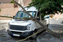 Van Trapped Under Fallen Tree After Wind Storm