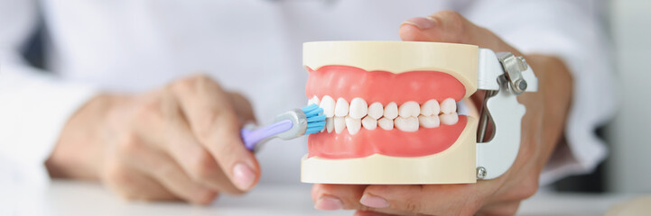 Doctor dentist holds artificial jaw and toothbrush