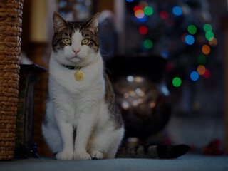 Poster - Tabby Cat with Christmas Lights