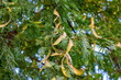 Bright green leaves and seed pods of Honey Locust (Gleditsia Triacanthos) bush in the botanic garden in summer close up.