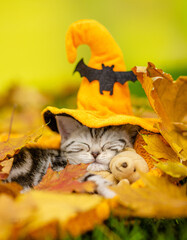 Sticker - Funny kitten wearing hat for halloween sleeps and hugs toy bear on autumn leaves