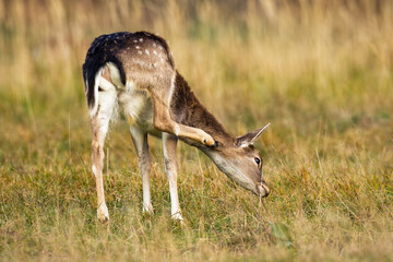 Wall Mural - fallow deer, dama dama, scratching neck on dry pasture in autumn. female spotted mammal itching its 