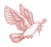 Flying White Dove And Olive Branch. Peace Symbol Isolated, Religion Concept. Vintage Sketch Illustration