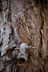 eurasian scops owl, otus scops, hiding and sleeping on a tree thanks to mimicry. animal wildlife in 