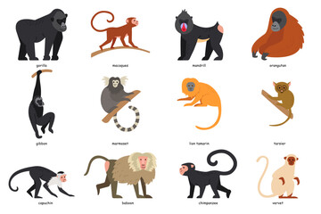 Wall Mural - Set of monkey breeds. Cartoon gorilla, gibbon, capuchin, baboon, marmoset, mandrill