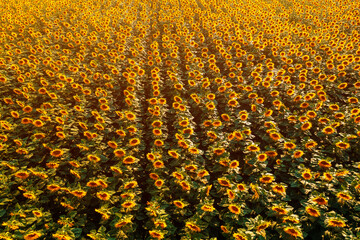 Fotomurales - Aerial shot of blooming sunflower field in summer sunset from drone pov