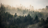 Fototapeta Krajobraz - Beautiful wallpaper forest with mist and fog in the dark