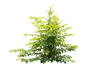 tropical plant flower bush shrub green tree isolated on white background with clipping path