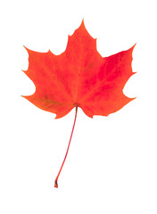 Canvas Print - Red maple leaf isolated on transparent background.