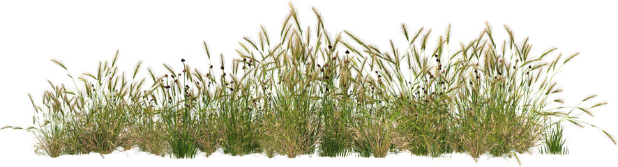 grass line 5 frontal