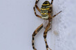 Tiere im Winter - Nahaufnahme einer weiblichen Wespenspinne,  die Schutz vor der Kälte an einer Hauswand sucht