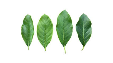 Wall Mural - Isolated fresh and green leaves of jackfruit, clipping paths.