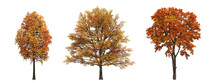 Autumn Tree, Isolate On A Transparent Background, 3d Illustration

