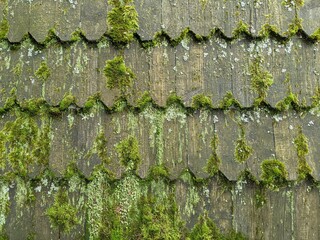 green moss on the wall