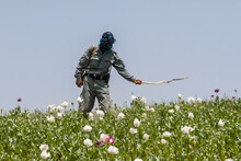 Afghan Police Officers Destroying Opium Poppy Flowers Fields Near Faizabad City In Afghanistan