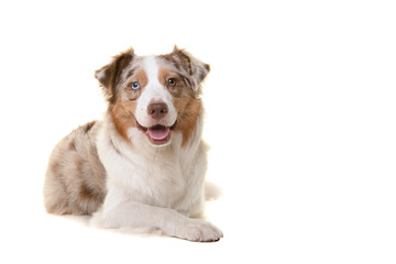 Wall Mural - Pretty australian shepherd dog  looking at the camera lying down isolated on a white background