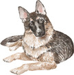 German shepherd dog illustration