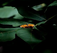 Adorable Question Mark Butterfly On Large Green Leaves In The Dark