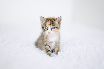 Wall Mural - Little kitten on a white blanket. Kitty two months	   