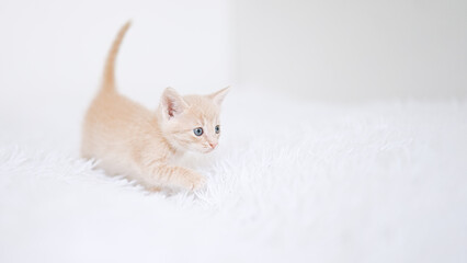 Wall Mural - Little kitten on a white blanket. Kitty two months	   