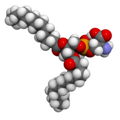 Wall Mural - Phosphatidylserine (PS) cell membrane building block, molecular model.