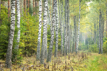  Misty autumn forest. Early autumn in misty forest. Morning fog in autumn forest Poland Europe