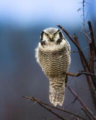 hawk owl surnia ulula portrait in winter, frosty winter morning in poland, north-eastern part of pol