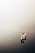 Tranquil Swan In Lake