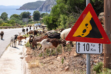 Flock Of Various Colors Goats, Despite Warning Road Sign About Rockfall, Crosses Highway And Climbs Hill, Continuing To Nibble Green Lush Vegetation. Porto Koufo, Toroni, Chalkidiki, Greece