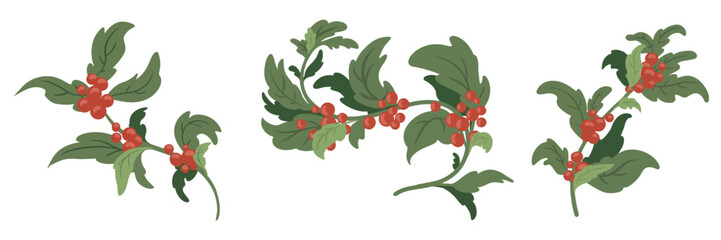 Wall Mural - Christmas branch of holly berries. Set of branches. Vector illustration. Image of holly berries plant