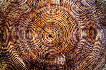  A cut of a tree trunk with rings and cracks. Texture of cut pine wood. Flat lay frame. Close-up