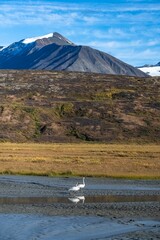 Poster - Two trumpeter swans in the mountains, Yukon