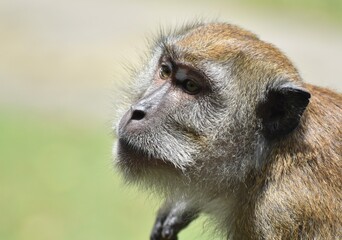 Wall Mural - Thoughtful macaque monkey looking at something in the jungle