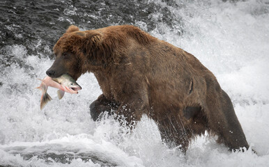 Canvas Print - Alaskan brown bear at McNeil River