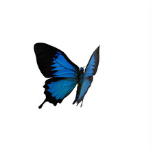 Cobalt Blue Butterfly