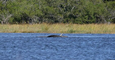 Wall Mural - bathing majestic african elephant, loxodonta, in lake in moremi game reserve botswana, africa safari