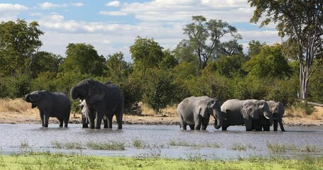 Wall Mural - herd of biggest african animal, majestic african elephant, loxodonta, on waterhole in moremi game re
