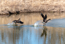 Canada Geese Taking Off And Landing On A Partially Frozen Pond
