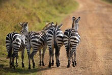 Beautiful Shot Of Four Walking Zebra Butts Masai Mara, Kenya