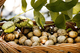 Fototapeta  - naturalne orzechy włoskie, w koszu, z bliska, makro, zdrowe jedzenie, prosto z drzewa 