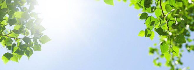 Poster - Tree branch with leaves in front of blue sunny sky