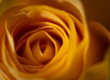 Macro Of A Yellow Rose As A Background