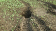 Erosion damage field subsoil hole pit soil inappropriately managed earth land degradation field. Intensive agriculture damages tractor track. Vadose zone poor farm farming without trees draws.