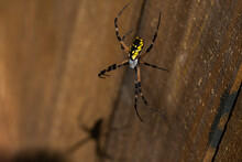 Black And Yellow Garden Spider On Web.