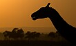Silhouette of a Masai giraffe neck against a blurred view of savanna at sunset