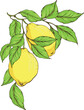 Vector decorative corner from branches with yellow fresh juicy lemons and green leaves. Element for design card, poster, invitation, illustration about harvest or vitamin, healthy natural food.