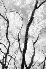  black and white photograph of dry branches against the sky