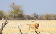 A beautiful solitary Collared Lioness walking across the harsh dry terrain in Etosha National Park. There is an out of focus Jackal and Oryx in the distance.