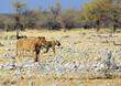 A collared Lioness walking with another out of focus lion in the background - near to Ombika in Etosha National Park, Namibia, Southern Africa