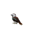 Kookaburra bird